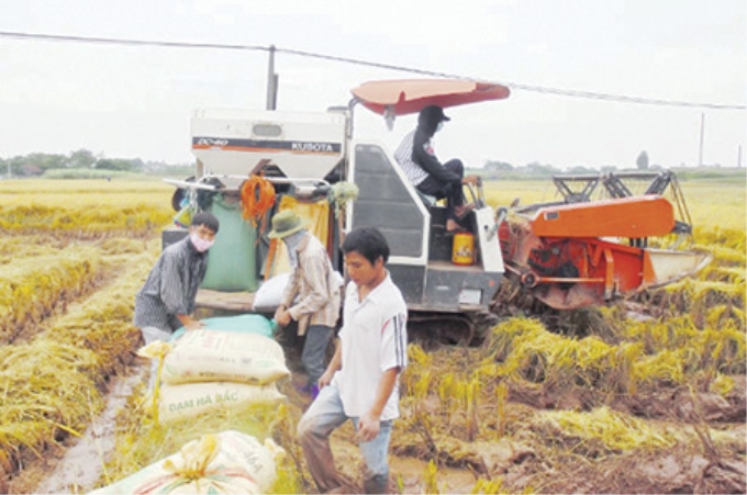 Nông dân thôn An Nhân, xã Tân Tiến khẩn trương thu hoạch lúa mùa. Ảnh: Hải Hưng